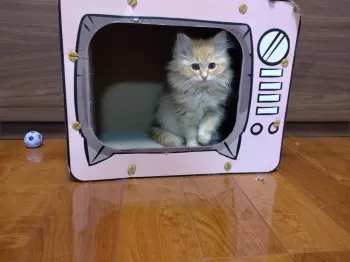 かかさんさん 様のお迎えした子猫