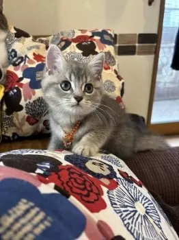 K.O 様のお迎えした子猫