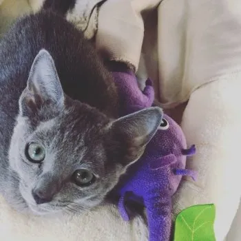 miminohi33 様のお迎えした子猫