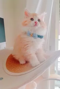 ひふみ 様のお迎えした子猫