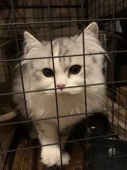 華 様のお迎えした子猫