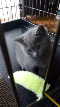 ようりん 様のお迎えした子猫