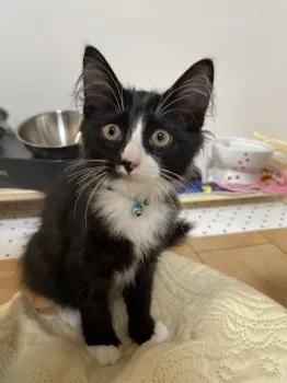 R.W 様のお迎えした子猫