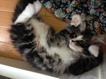 虎次郎 様のお迎えした子猫