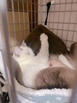 N.K 様のお迎えした子猫