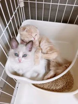 MIURA 様のお迎えした子猫