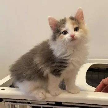 くるみ 様のお迎えした子猫