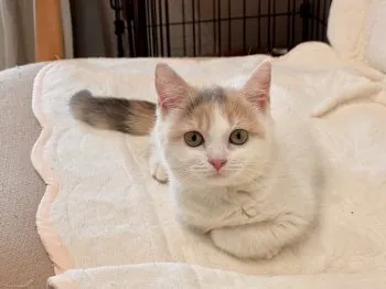 E.S 様のお迎えした子猫