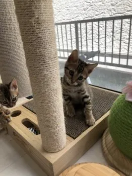 かおりん 様のお迎えした子猫