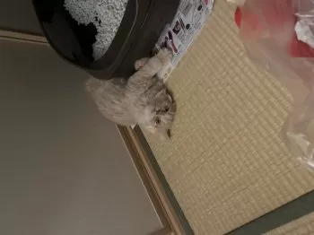 今橋 様のお迎えした子猫