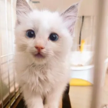 あま 様のお迎えした子猫