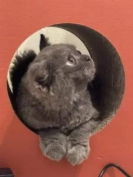 A.K 様のお迎えした子猫