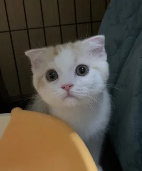 mina-mina 様のお迎えした子猫
