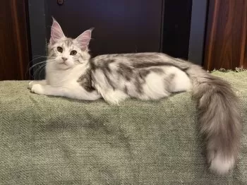 H.K 様のお迎えした子猫