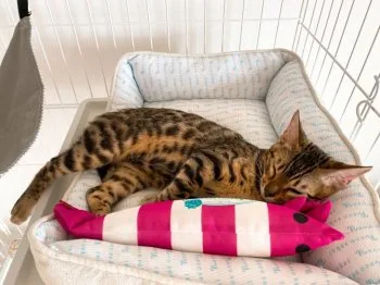りょ 様のお迎えした子猫