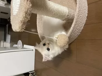 R.K 様のお迎えした子猫