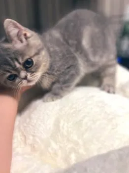 ねこぢるこ 様のお迎えした子猫