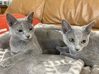 M.O 様のお迎えした子猫