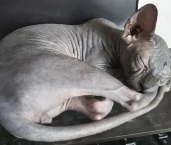 elftengel 様のお迎えした子猫