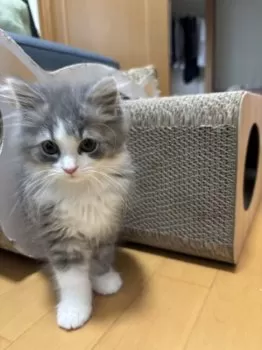 Y.K 様のお迎えした子猫