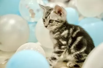 Y.S 様のお迎えした子猫