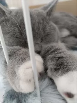 A.M 様のお迎えした子猫