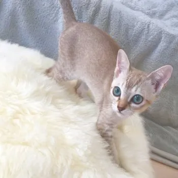 （＾ω＾） 様のお迎えした子猫