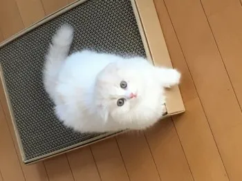 pipi 様のお迎えした子猫