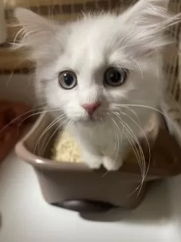 T.K 様のお迎えした子猫