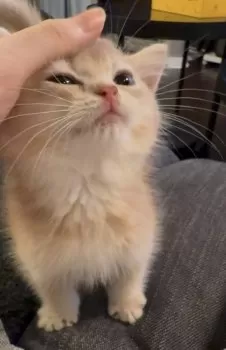 U.R 様のお迎えした子猫