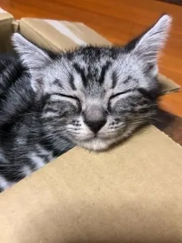 getdunlop13 様のお迎えした子猫