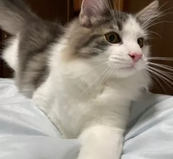陽だまり猫 様のお迎えした子猫