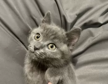 K.O 様のお迎えした子猫