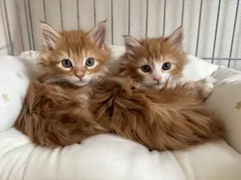 R.M 様のお迎えした子猫