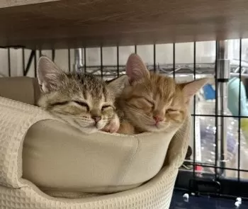 ダテ 様のお迎えした子猫
