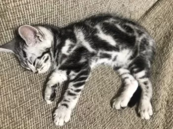 ねねこ 様のお迎えした子猫