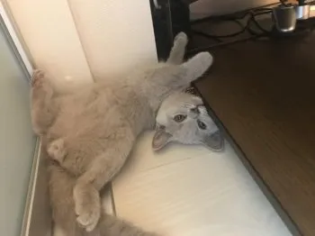 はる 様のお迎えした子猫