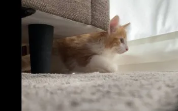 さぶ 様のお迎えした子猫