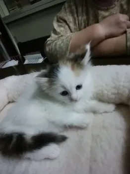 にゃんこスター 様のお迎えした子猫