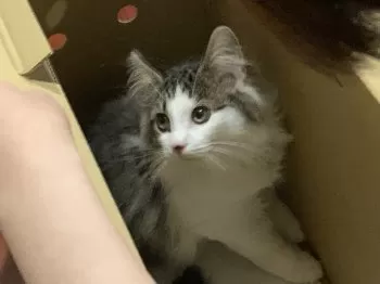 レイママ 様のお迎えした子猫
