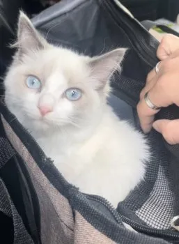 はる 様のお迎えした子猫