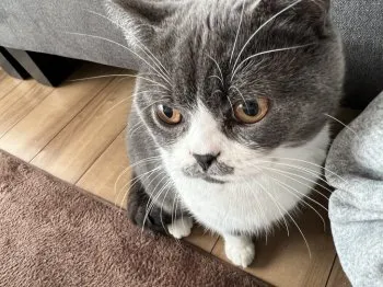 つむくん 様のお迎えした子猫