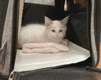 M 様のお迎えした子猫