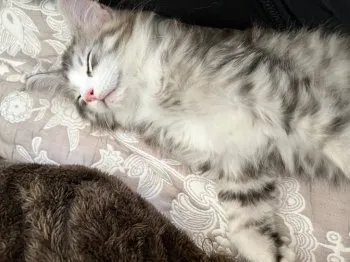 M.H 様のお迎えした子猫