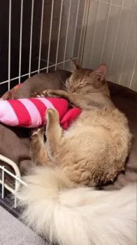 芋 様のお迎えした子猫
