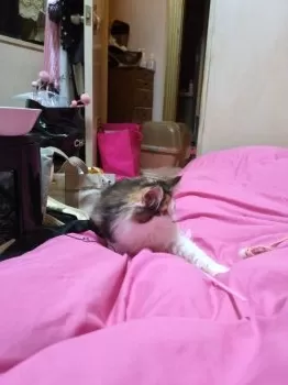 ねね 様のお迎えした子猫