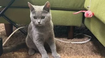 T.Y 様のお迎えした子猫