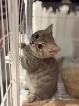 ヒロ 様のお迎えした子猫