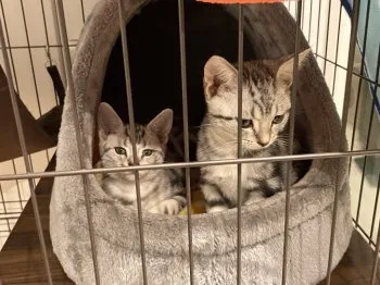 Y.U 様のお迎えした子猫