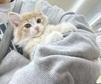 のどかめ 様のお迎えした子猫